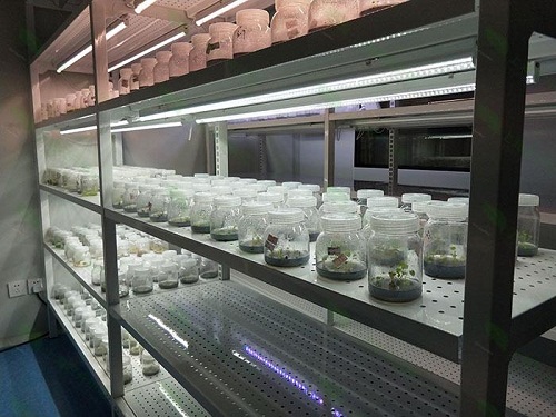 石龙镇植物组织培养实验室设计建设方案